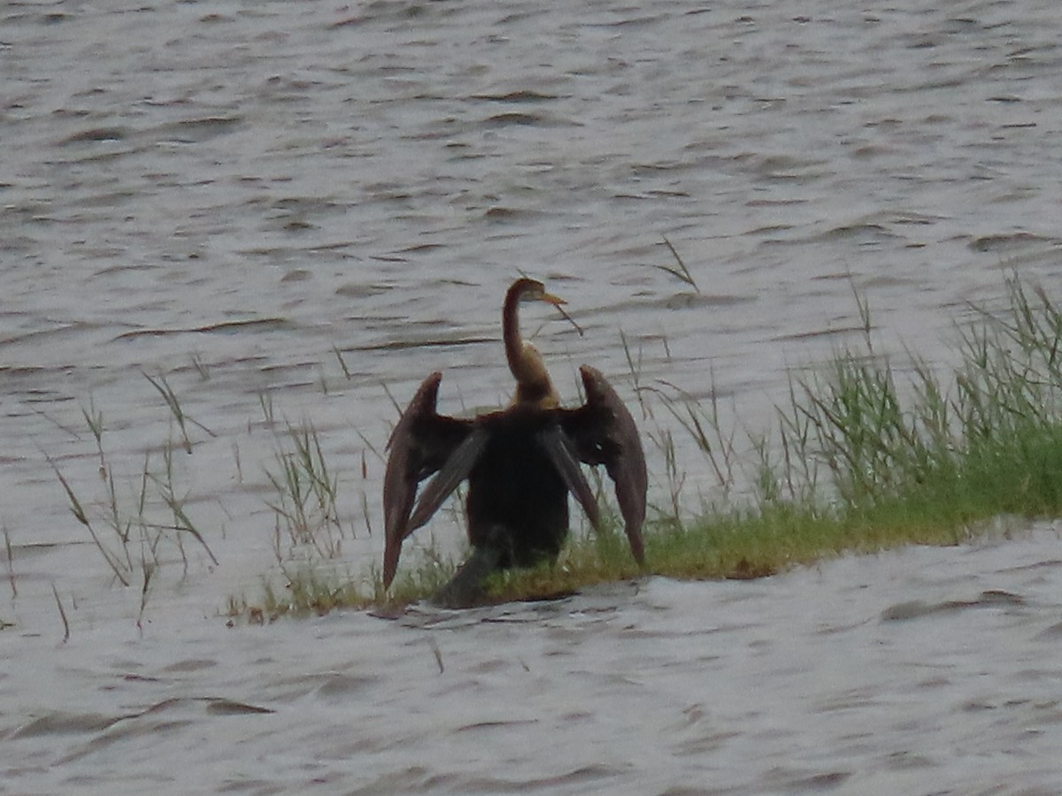 Oriental Darter - ML645703884
