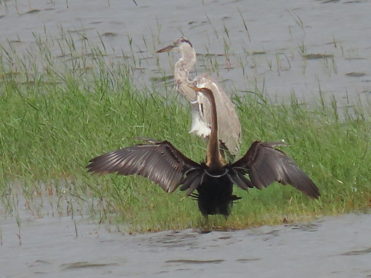 Oriental Darter - ML645703885