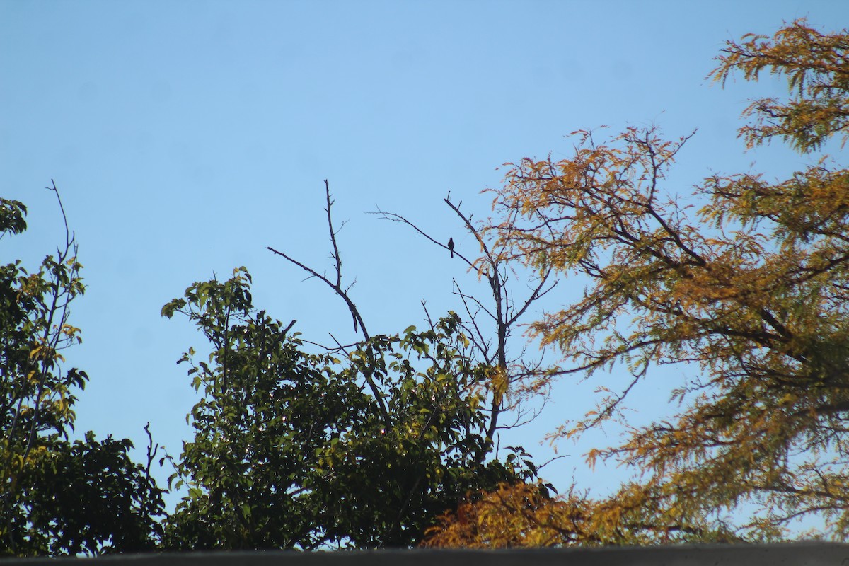 Greater Pewee - ML645703888