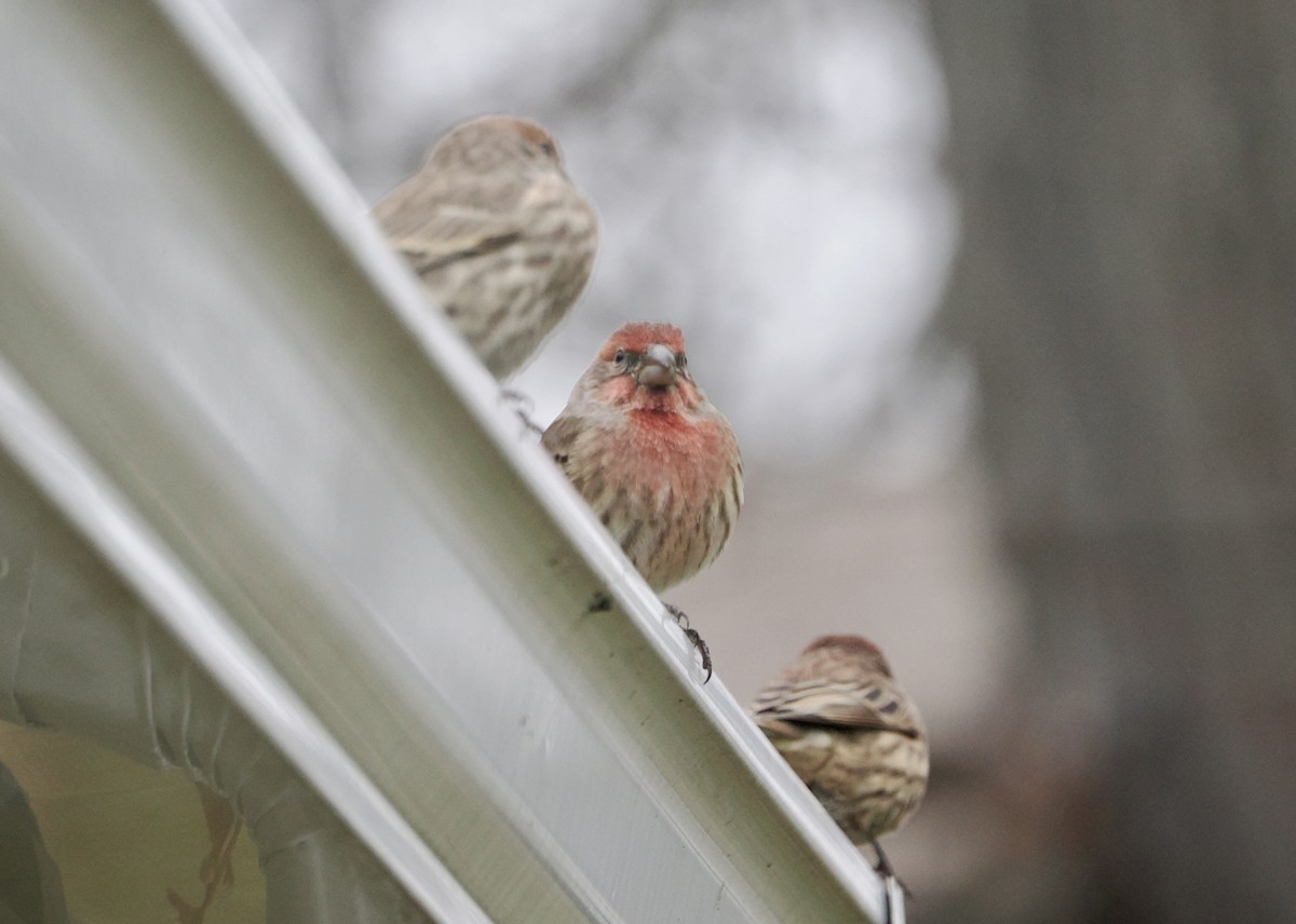 Roselin familier - ML645703898