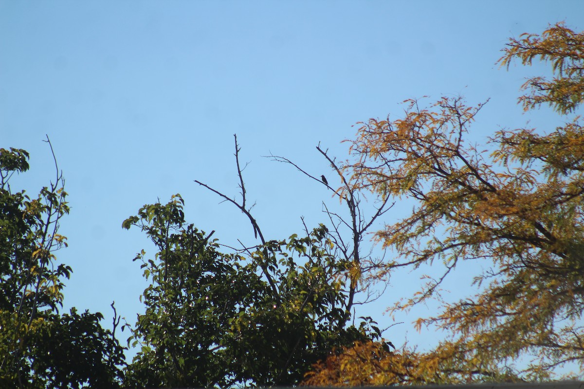 Greater Pewee - ML645703899