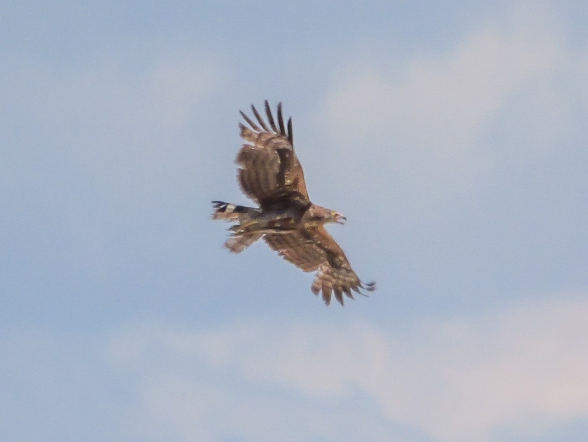 Tawny Eagle - ML645703901