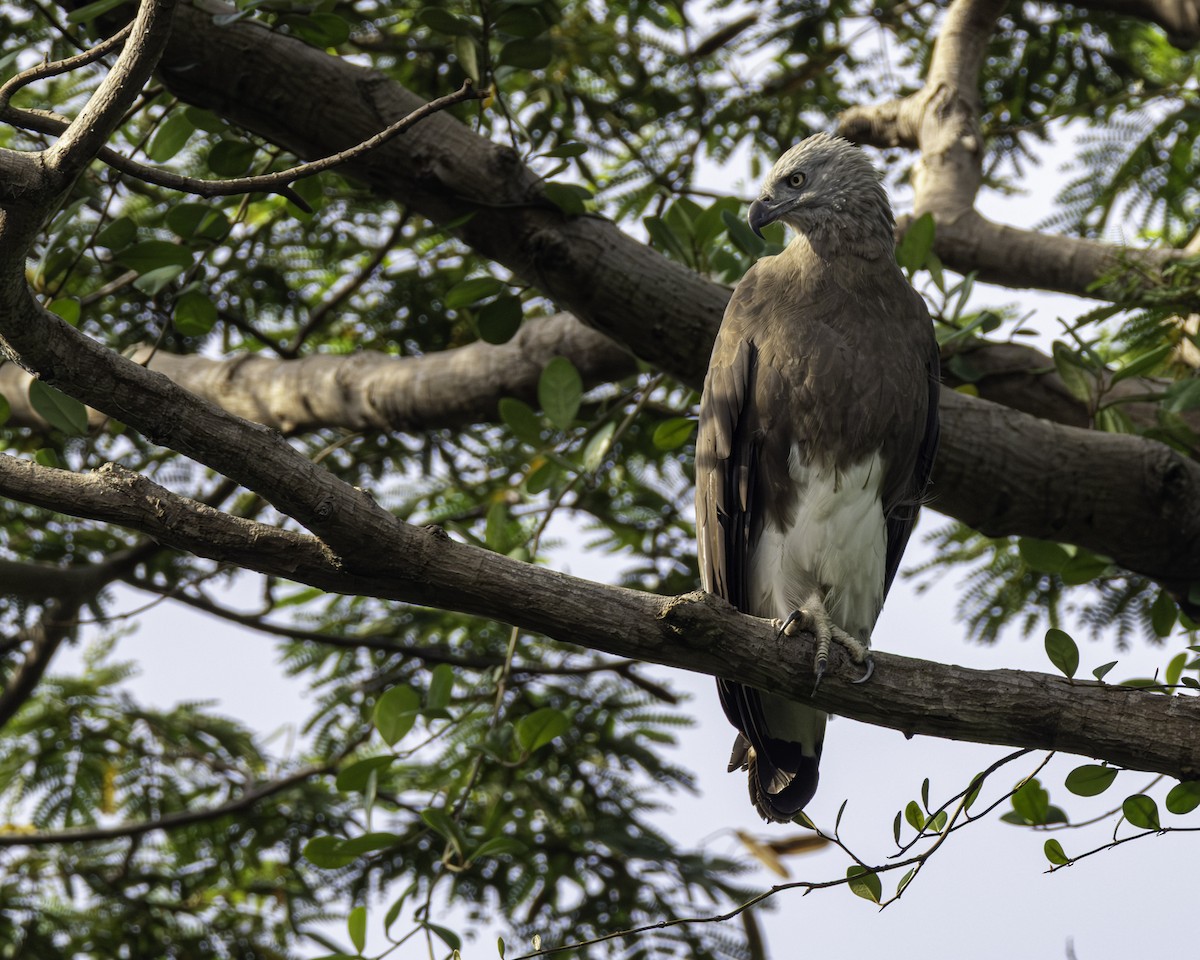 Gray-headed Fish-Eagle - ML645703909