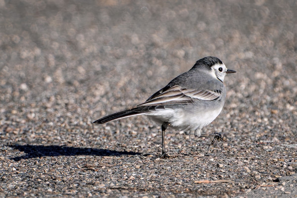 White Wagtail - ML645703910