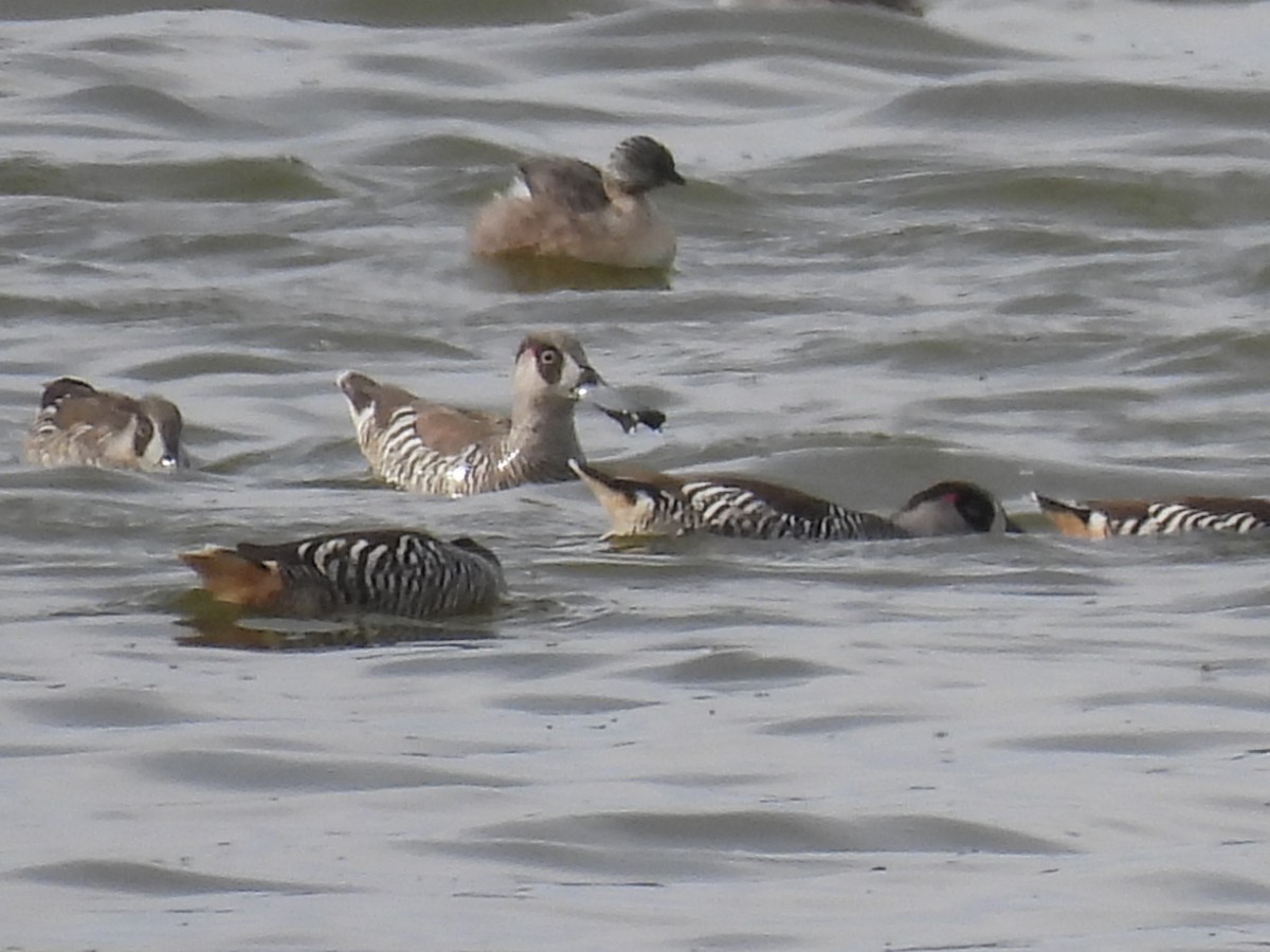 Pink-eared Duck - ML645703916