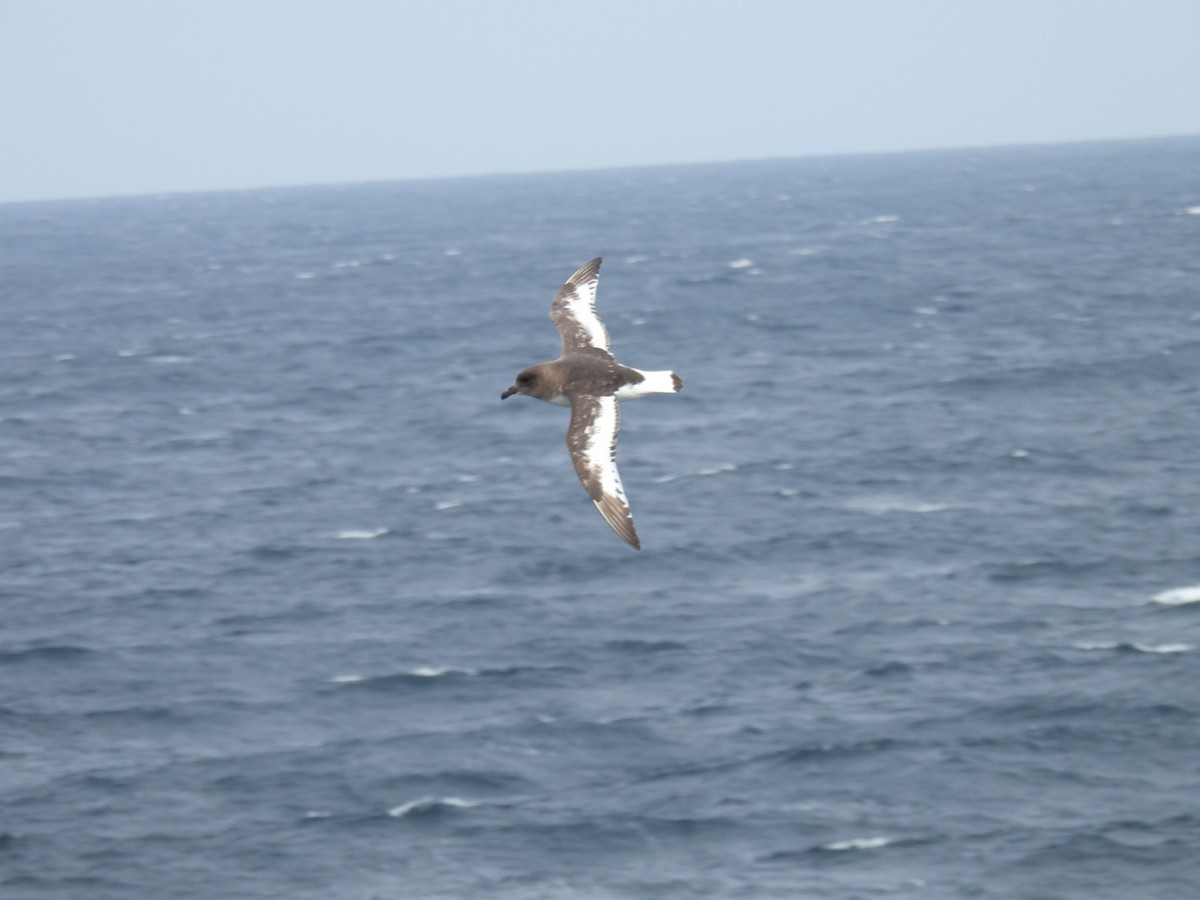 Antarctic Petrel - ML645703920