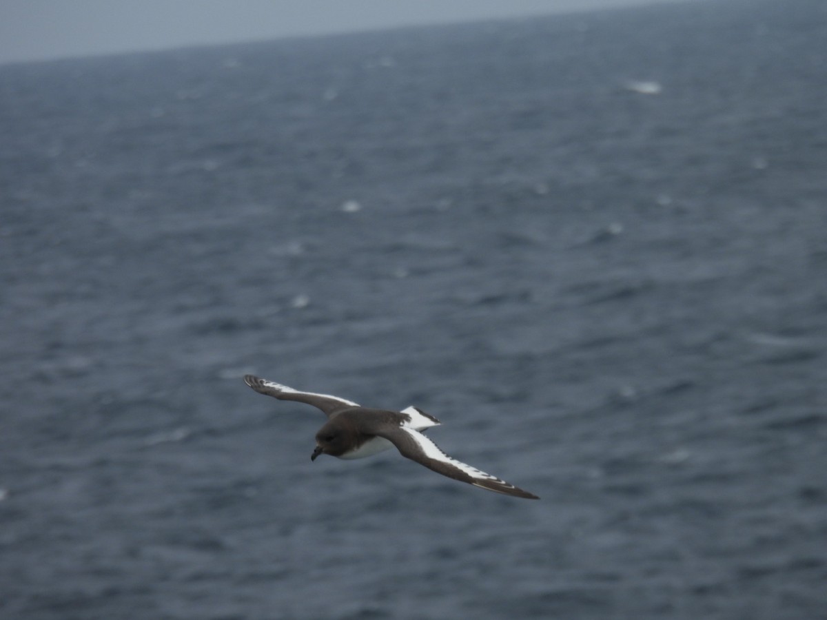 Antarctic Petrel - ML645703921