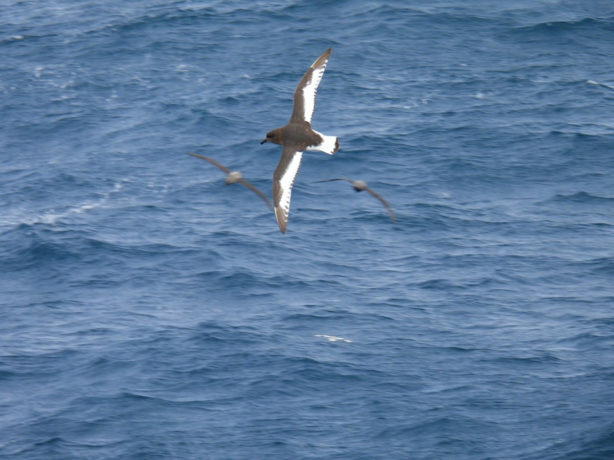Antarctic Petrel - ML645703922
