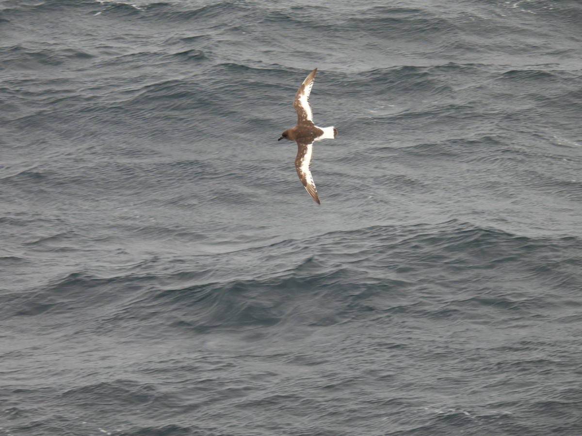 Antarctic Petrel - ML645703923