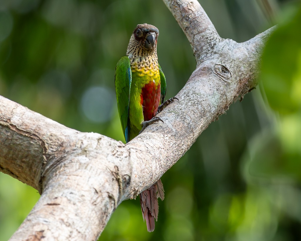 Cotorra de Santarém (del Madeira) - ML645703925