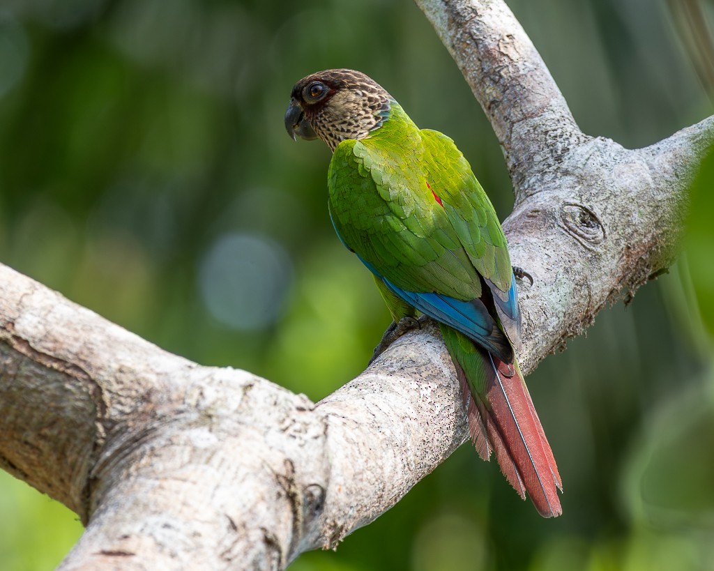 Cotorra de Santarém (del Madeira) - ML645703926