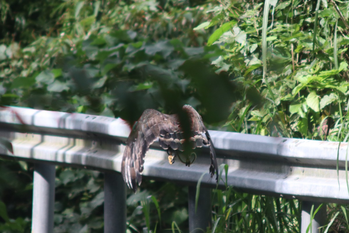 Culebrera Chiíla - ML645703929