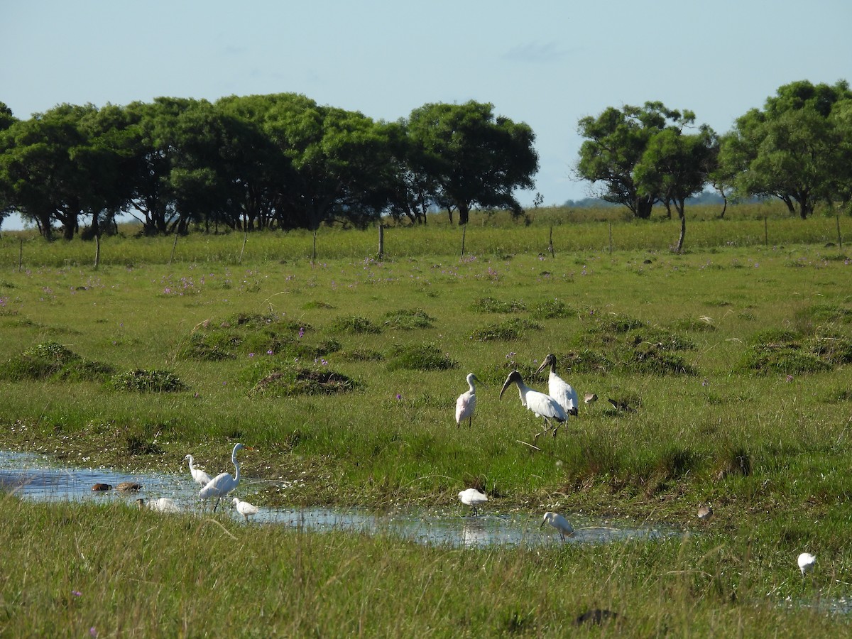 Great Egret - ML645703931