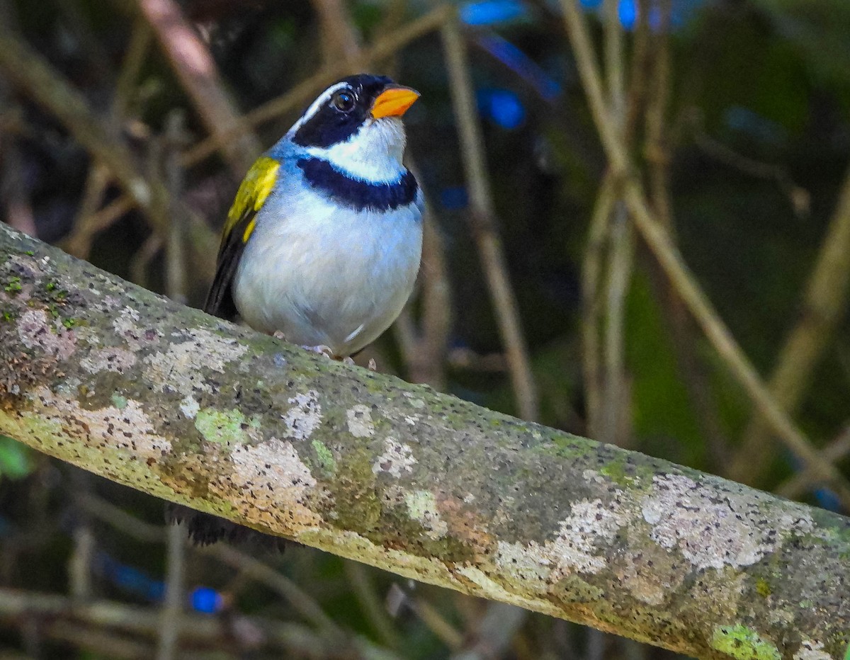 Saffron-billed Sparrow (Saffron-billed) - ML645703935