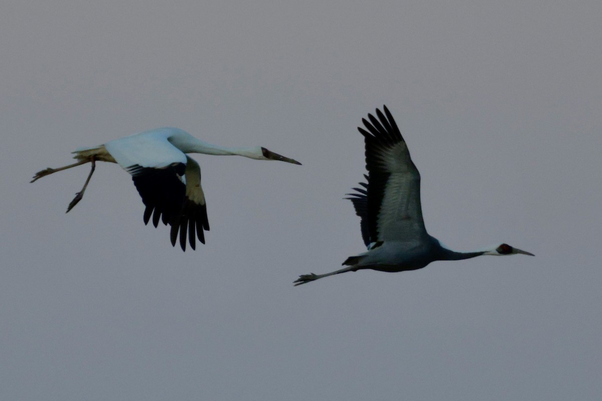 Siberian Crane - ML645703936