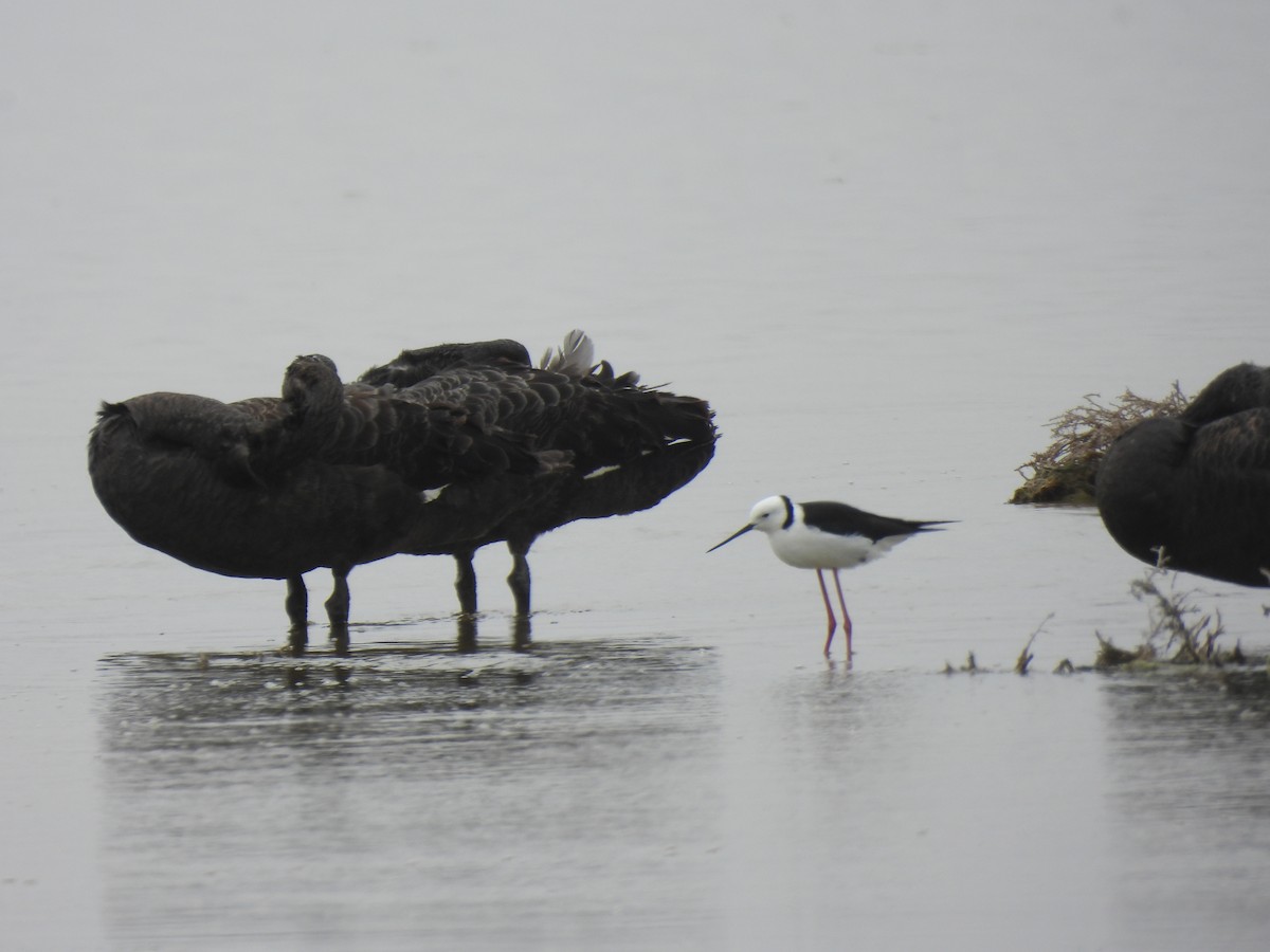 Pied Stilt - ML645703939