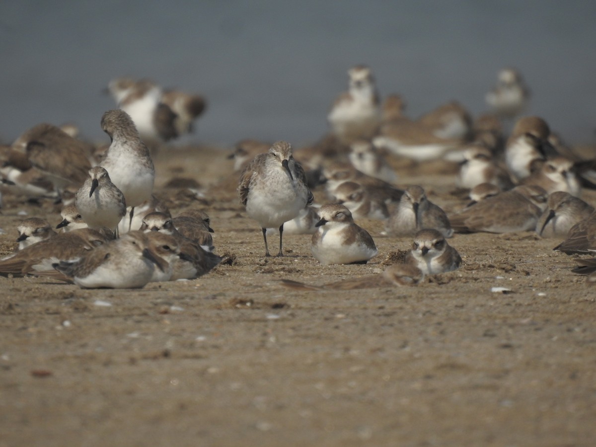 Curlew Sandpiper - ML645703944