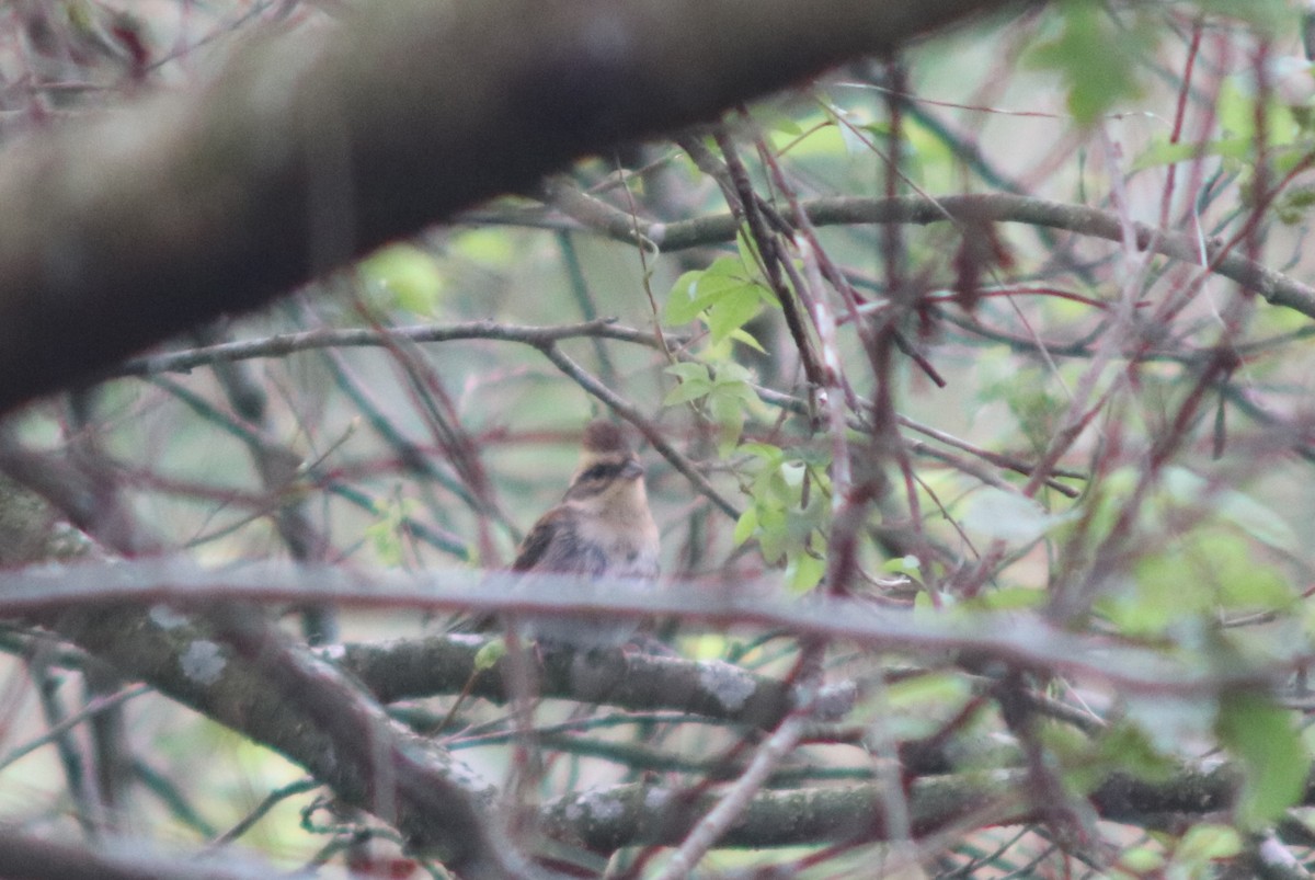 Yellow-throated Bunting - ML645703945