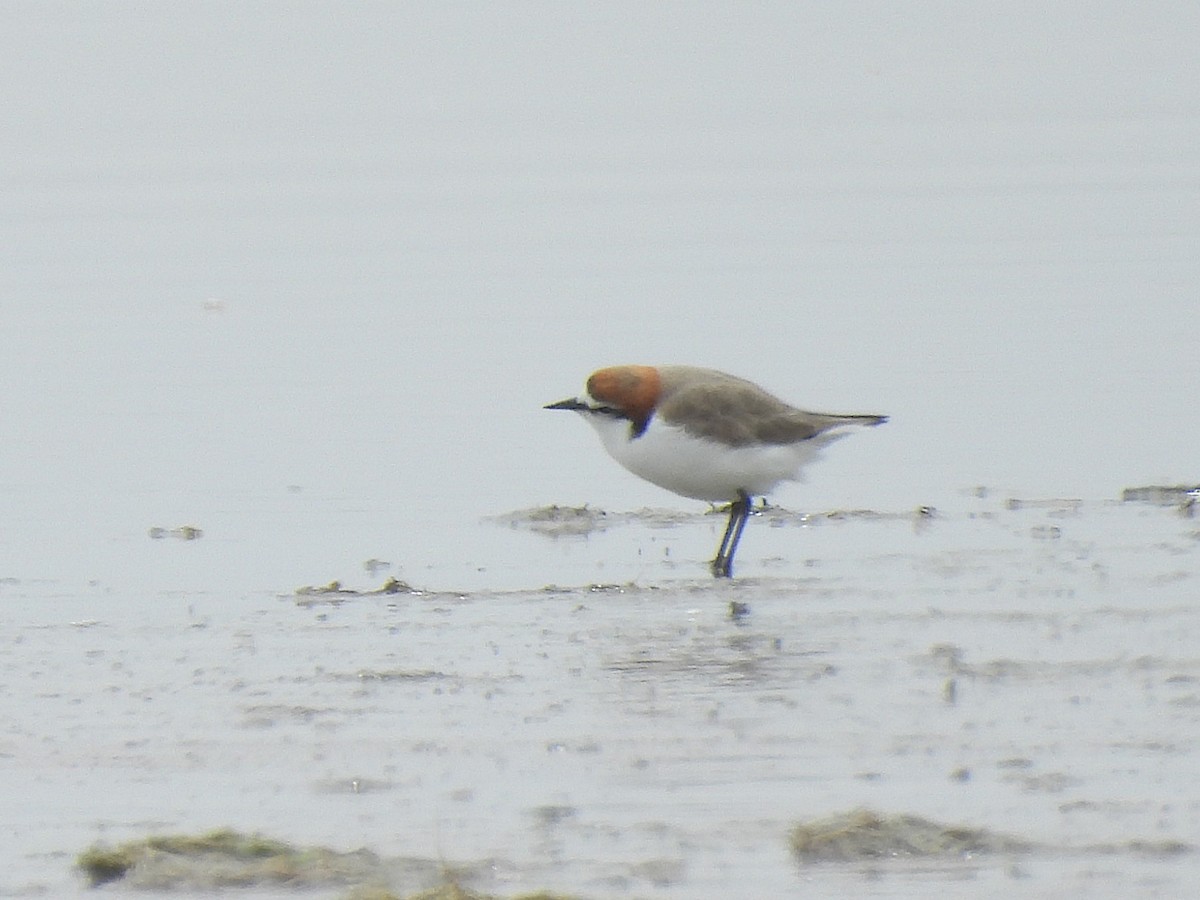 Red-capped Plover - ML645703949