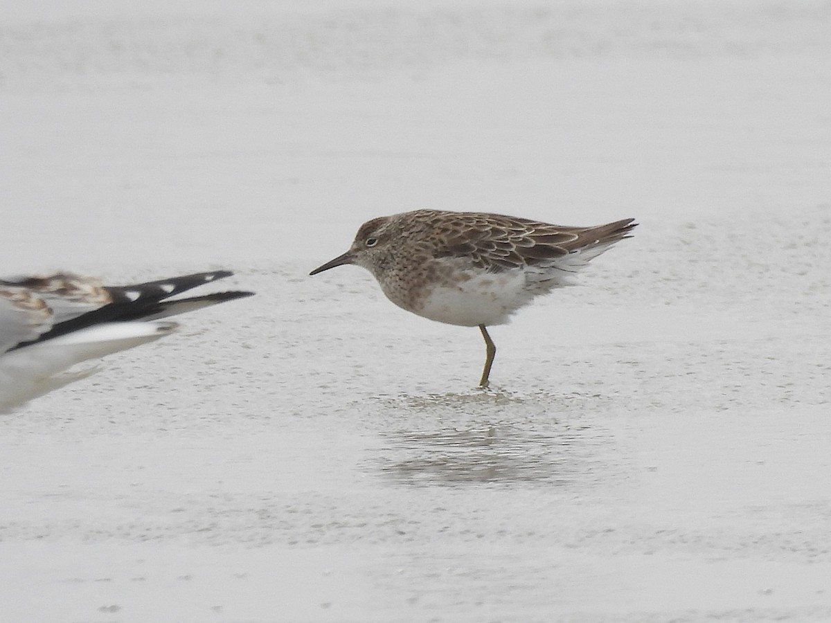 Sharp-tailed Sandpiper - ML645703952