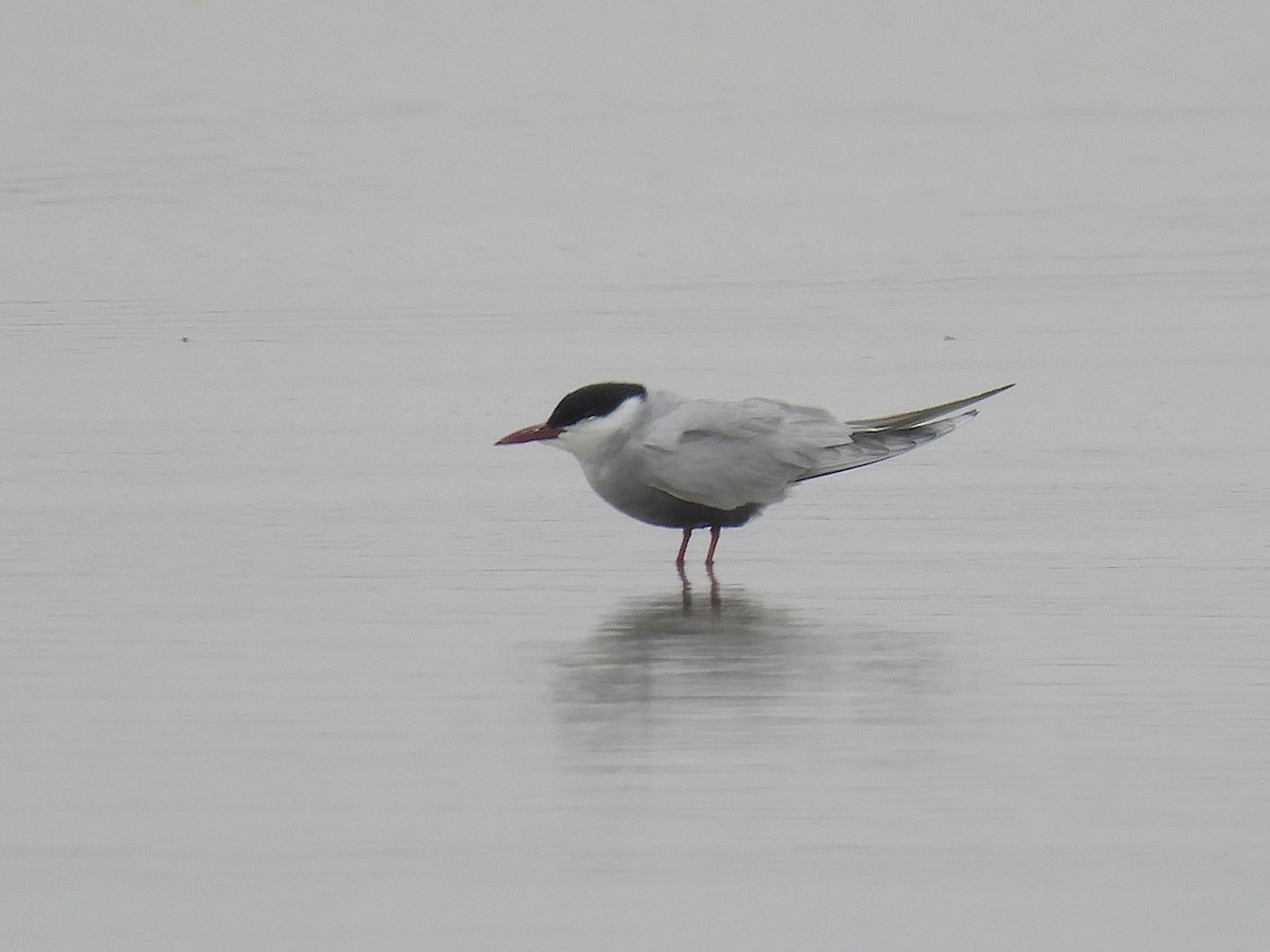 Whiskered Tern - ML645703955