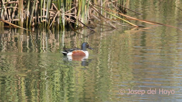 Northern Shoveler - ML645703957