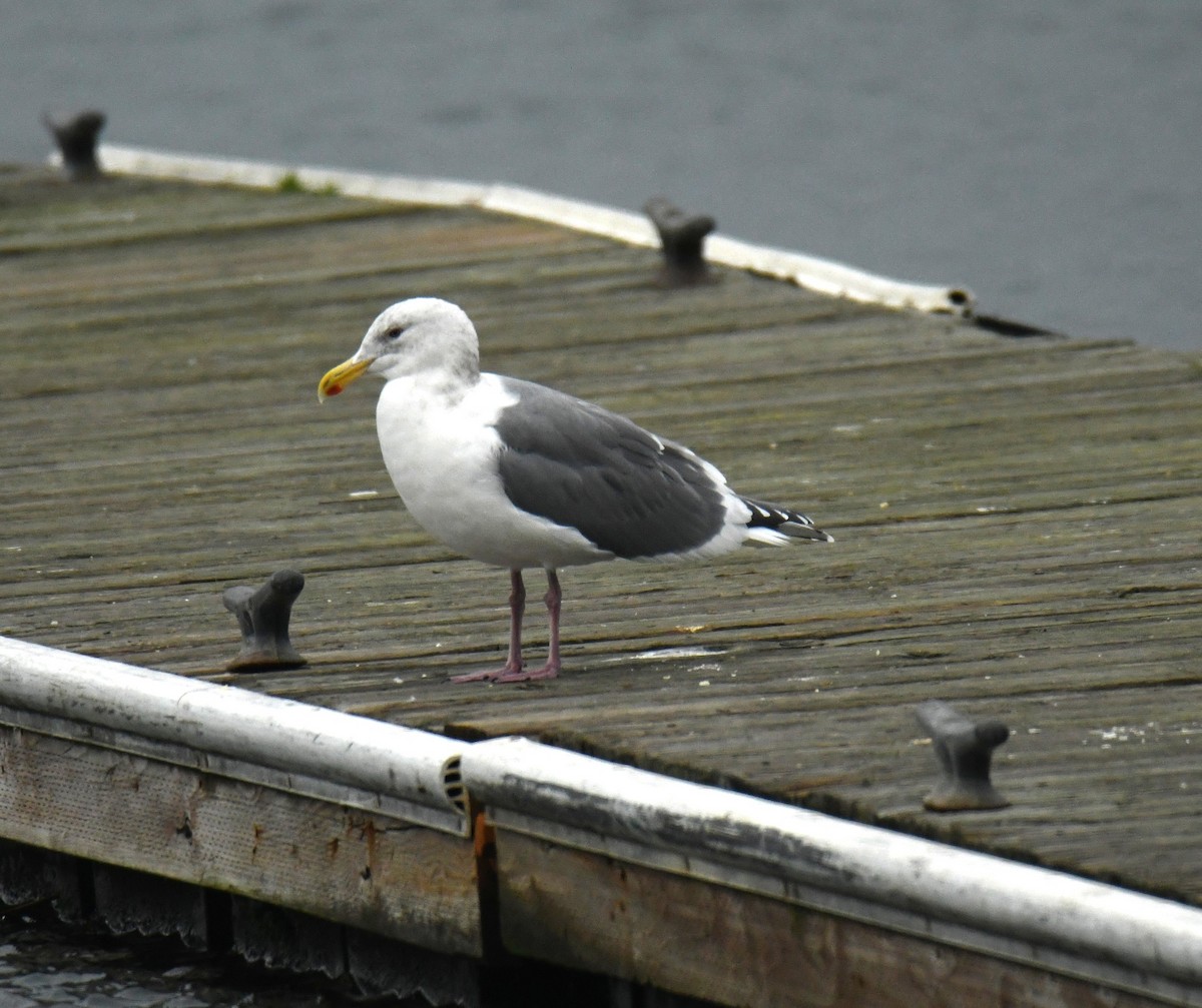 アメリカオオセグロカモメ - ML645703958