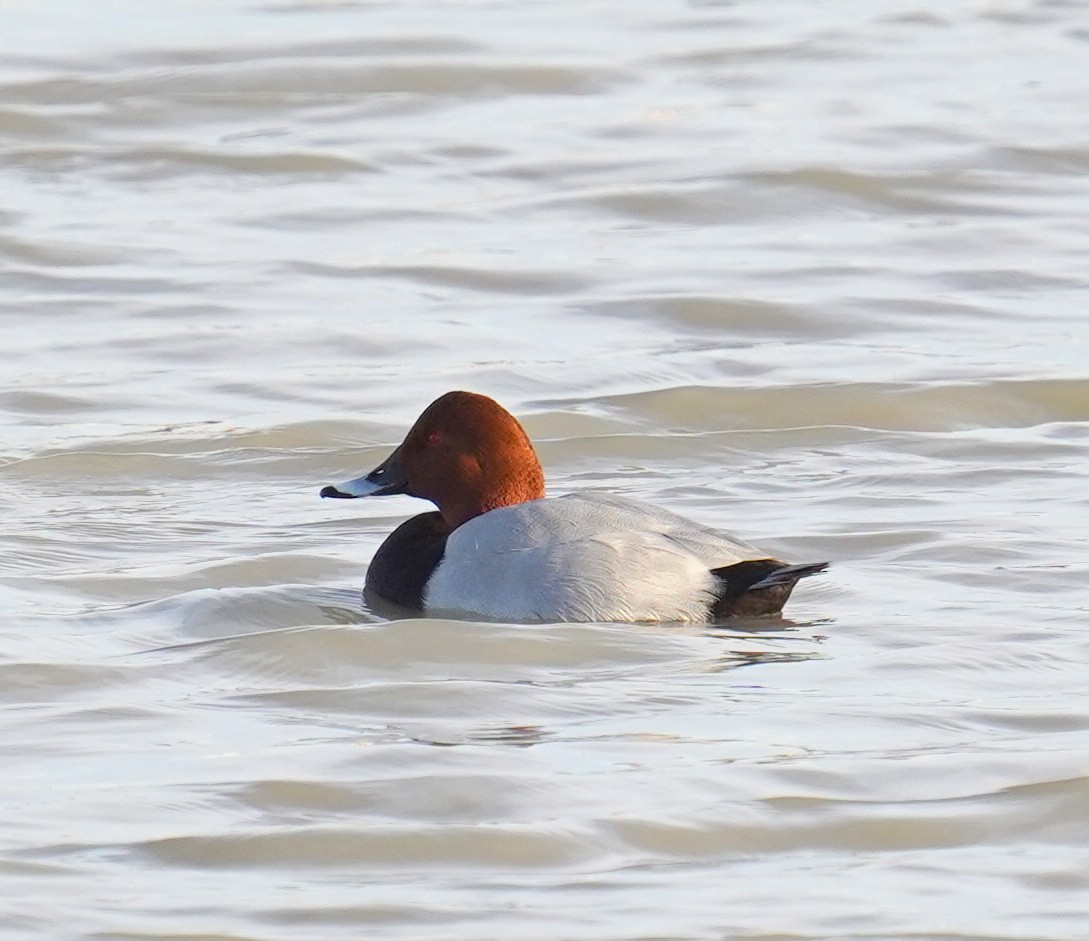 紅頭潛鴨 - ML645703966