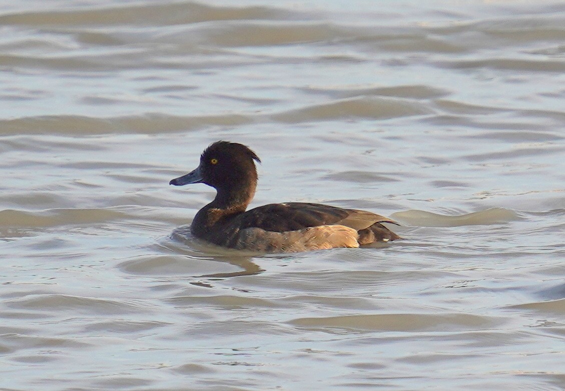 鳳頭潛鴨 - ML645703967