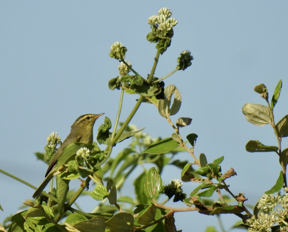 Tickell Çıvgını - ML645703970