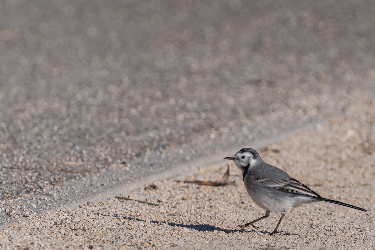 White Wagtail - ML645703971