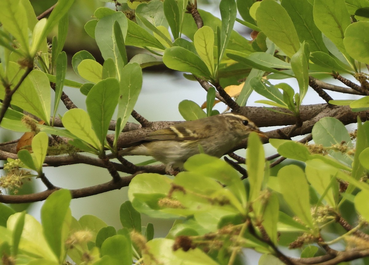 Yellow-browed Warbler - ML645703972