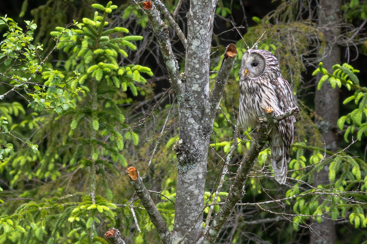 Ural Owl - ML645703973