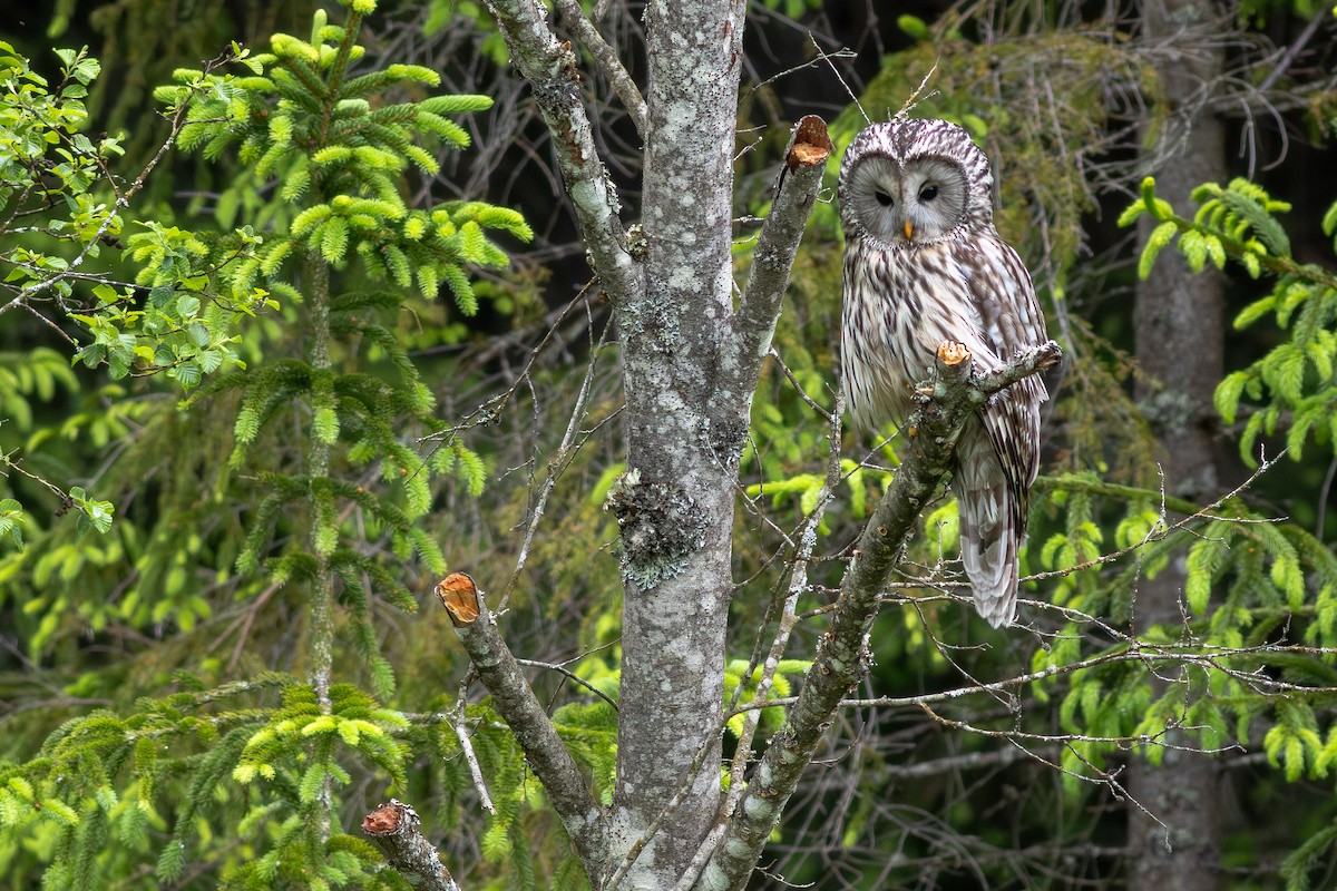 Ural Owl - ML645703974