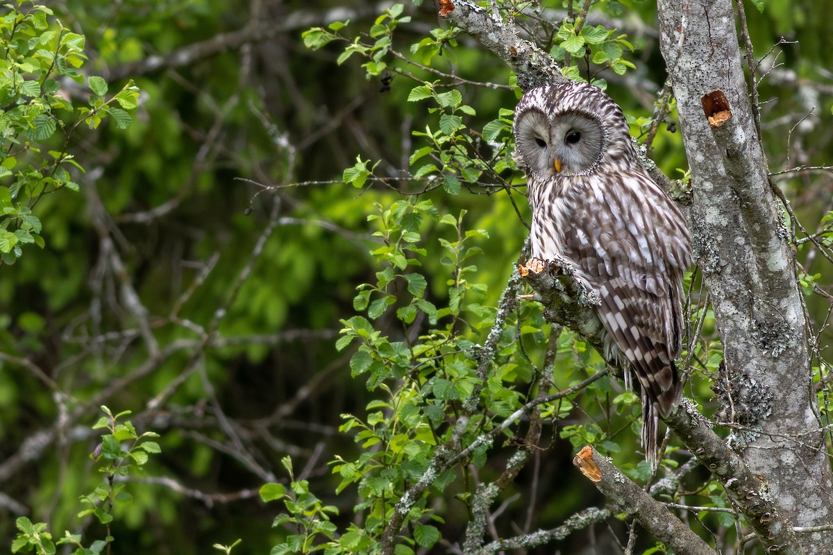 Ural Owl - ML645703975