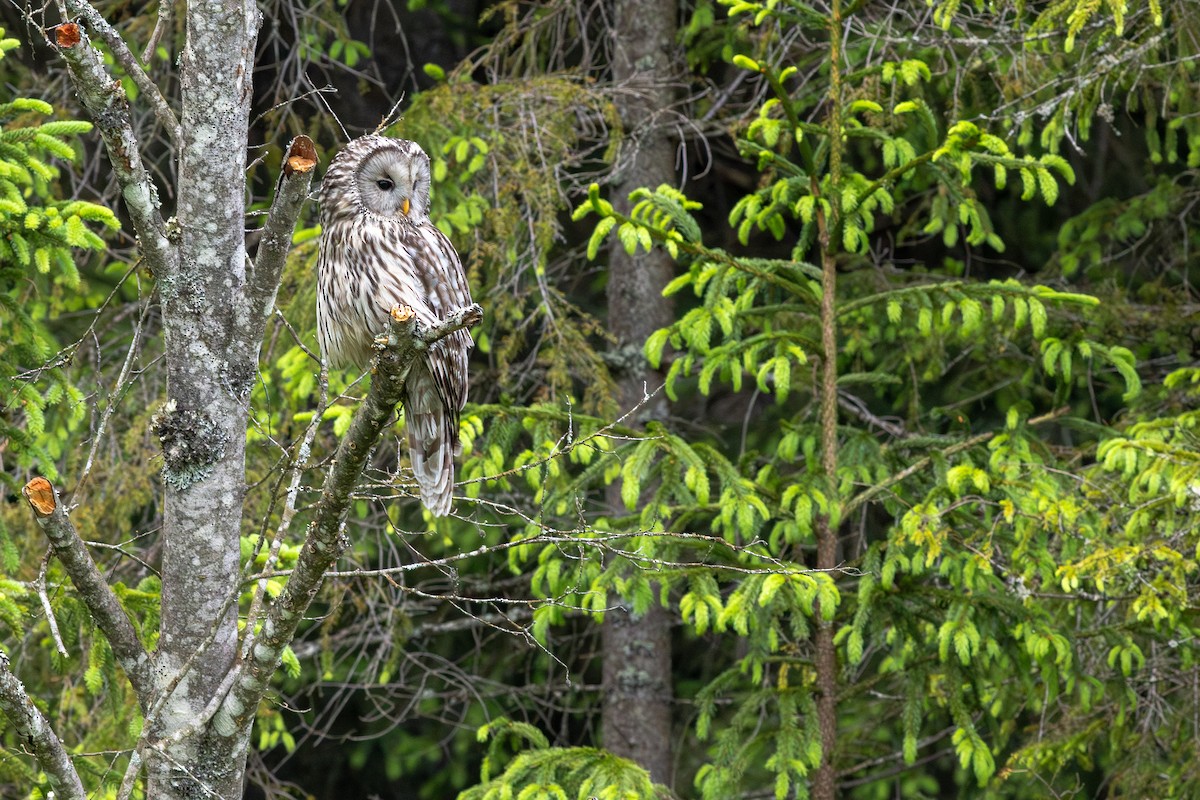 Ural Owl - ML645703977