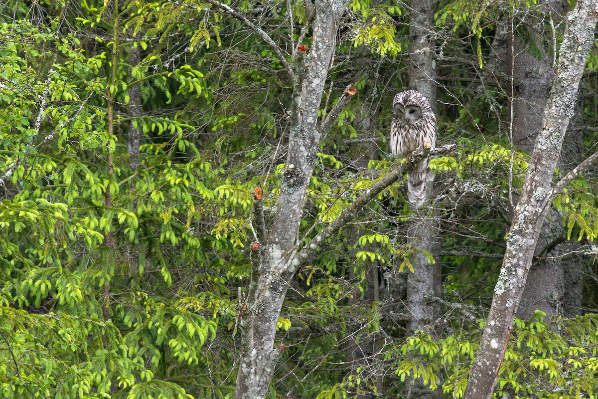 Ural Owl - ML645703978