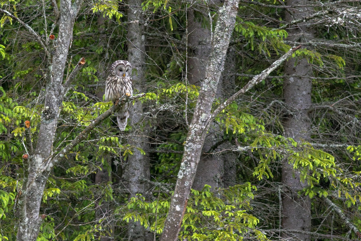 Ural Owl - ML645703979
