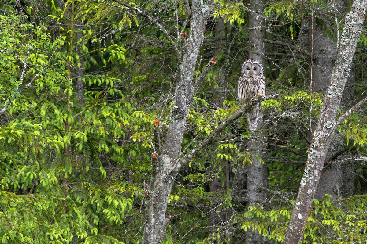 Ural Owl - ML645703980