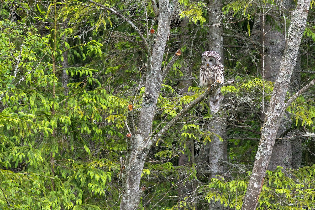 Ural Owl - ML645703981