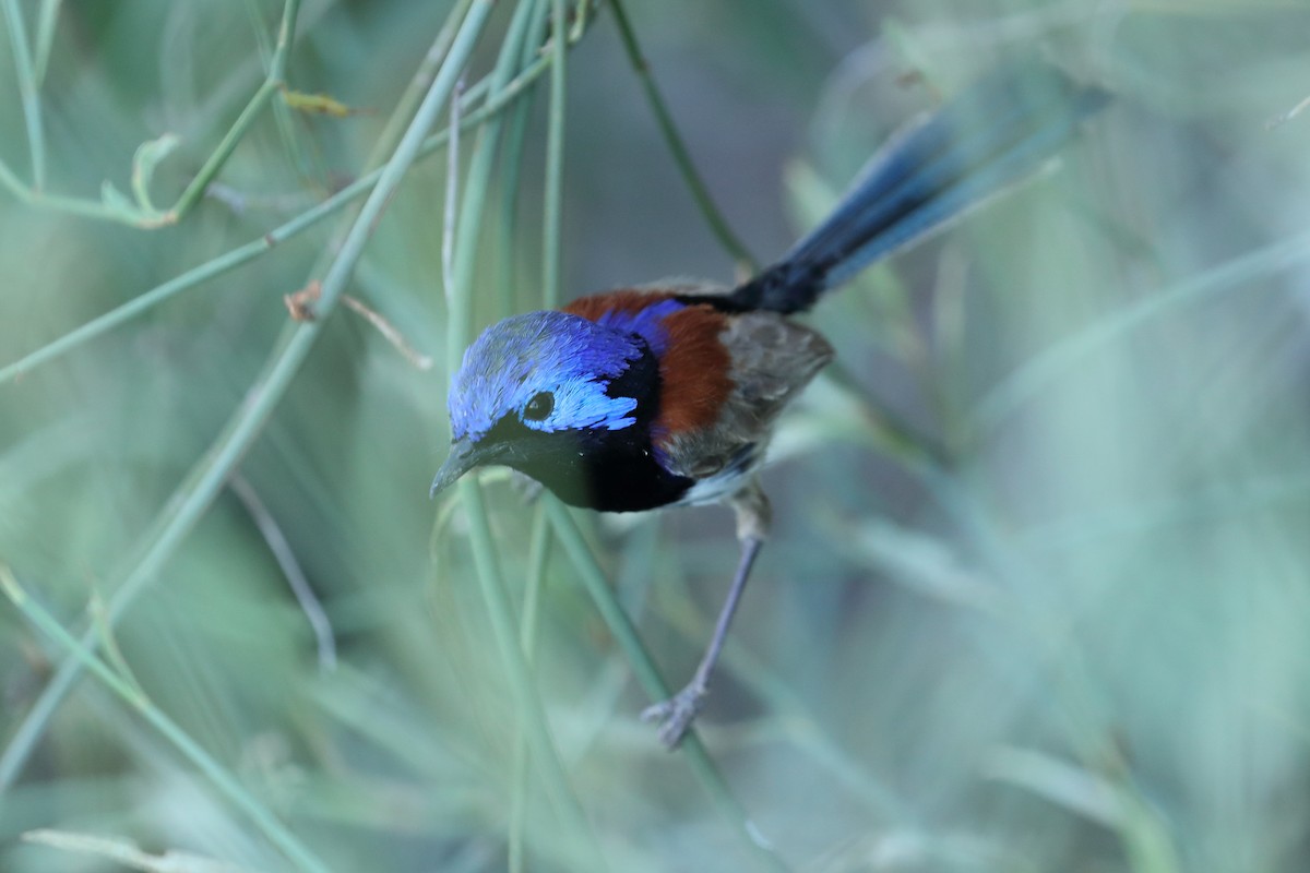 Purple-backed Fairywren - ML645703984