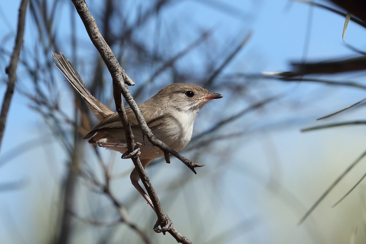 White-winged Fairywren - ML645703986