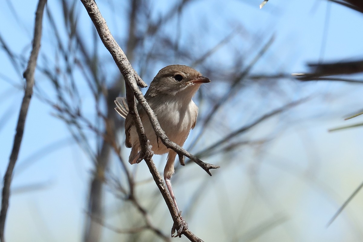 White-winged Fairywren - ML645703987