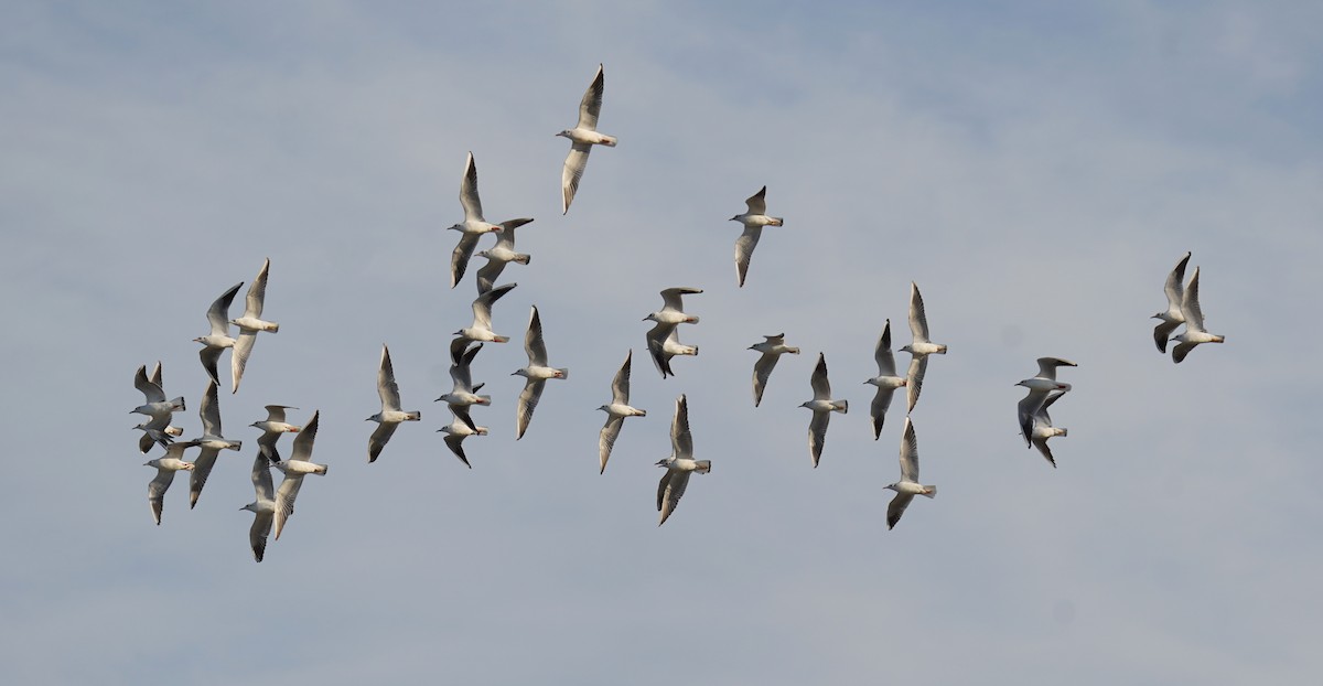 紅嘴鷗 - ML645703989