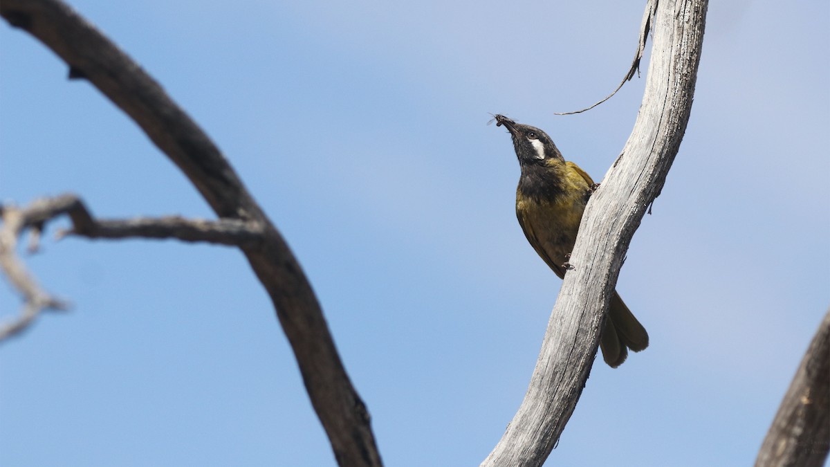 White-eared Honeyeater - ML645703992
