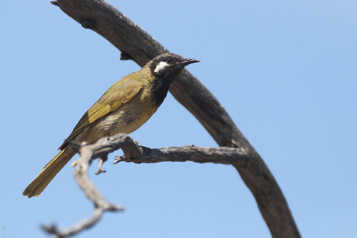 White-eared Honeyeater - ML645703993