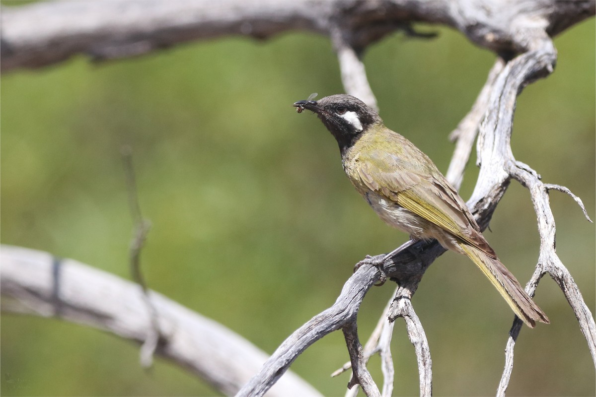 White-eared Honeyeater - ML645703994