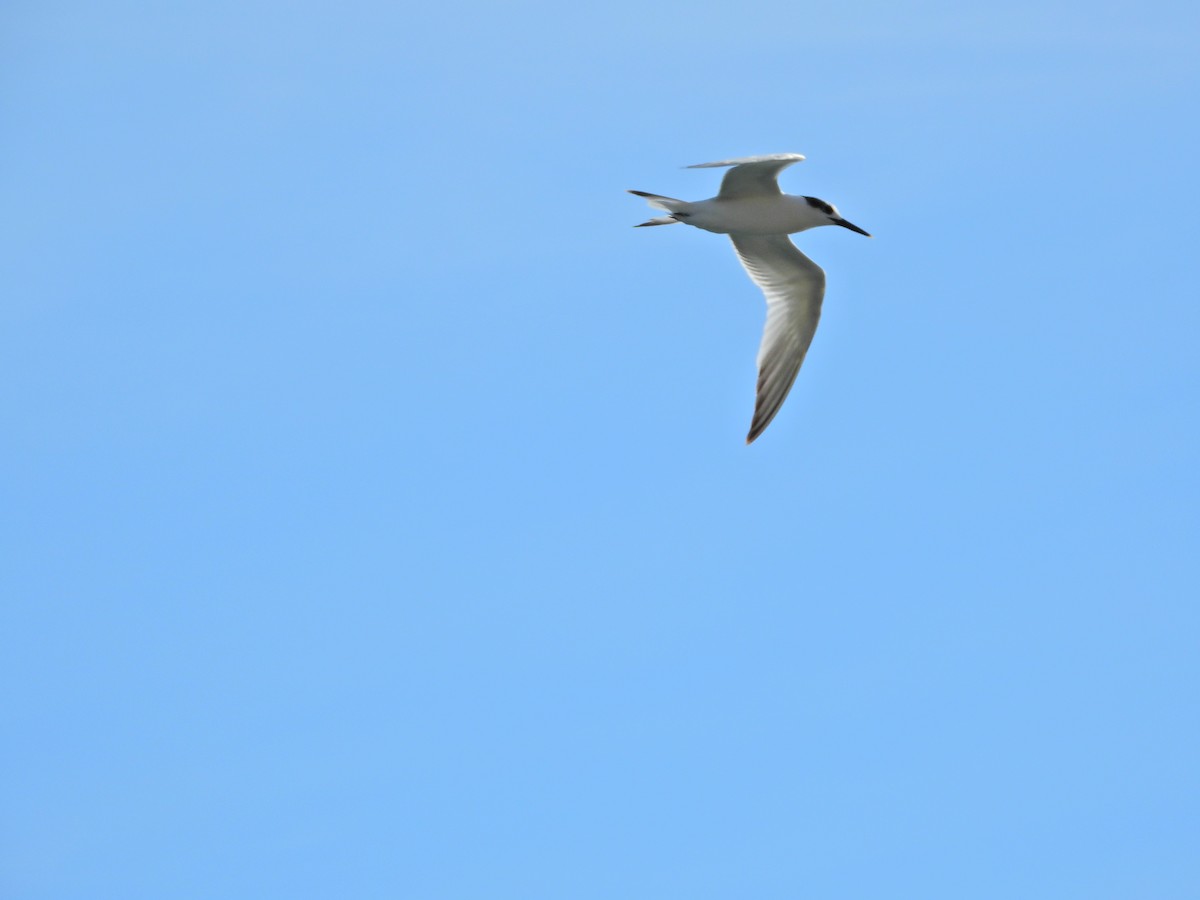 Sandwich Tern - ML645703996