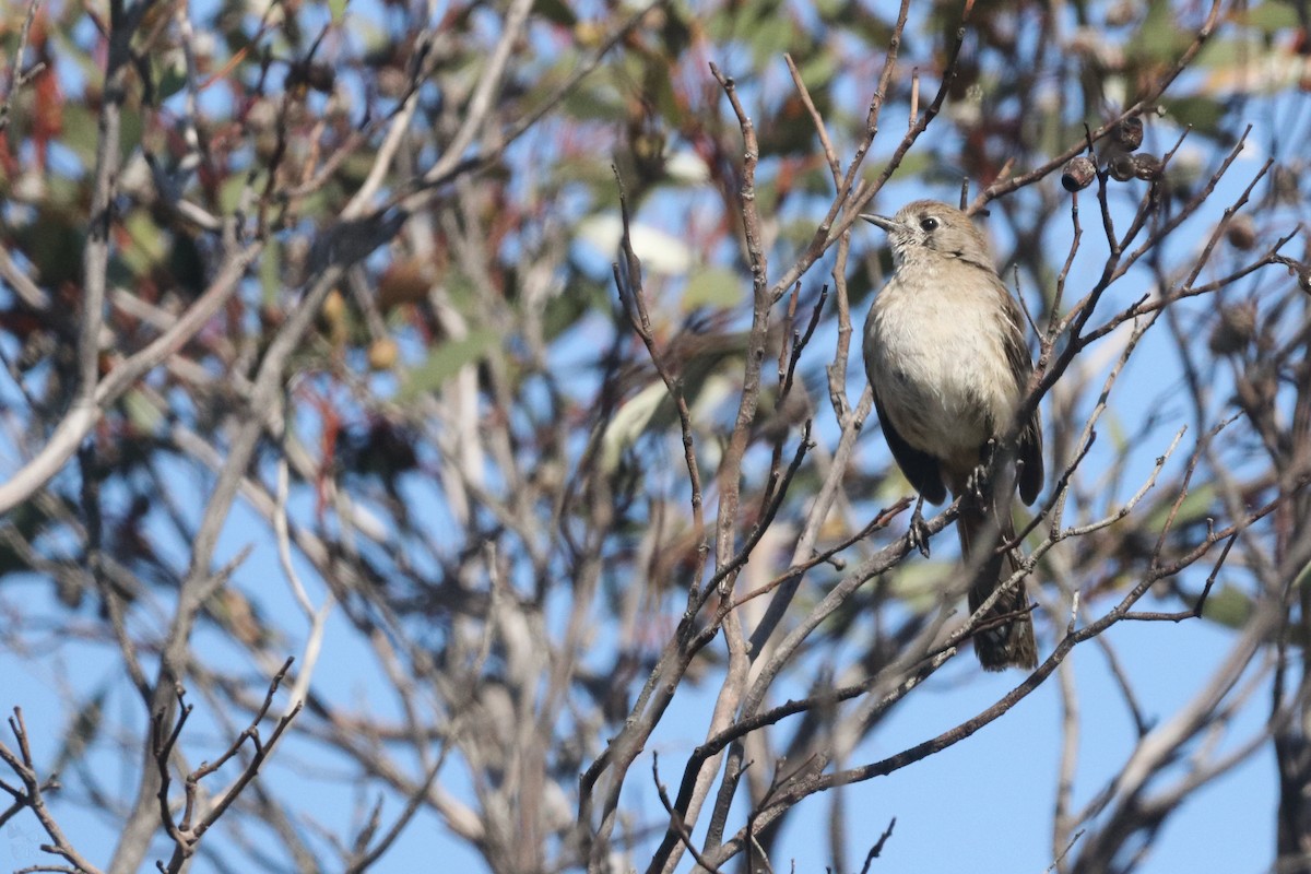 Southern Scrub-Robin - ML645703997