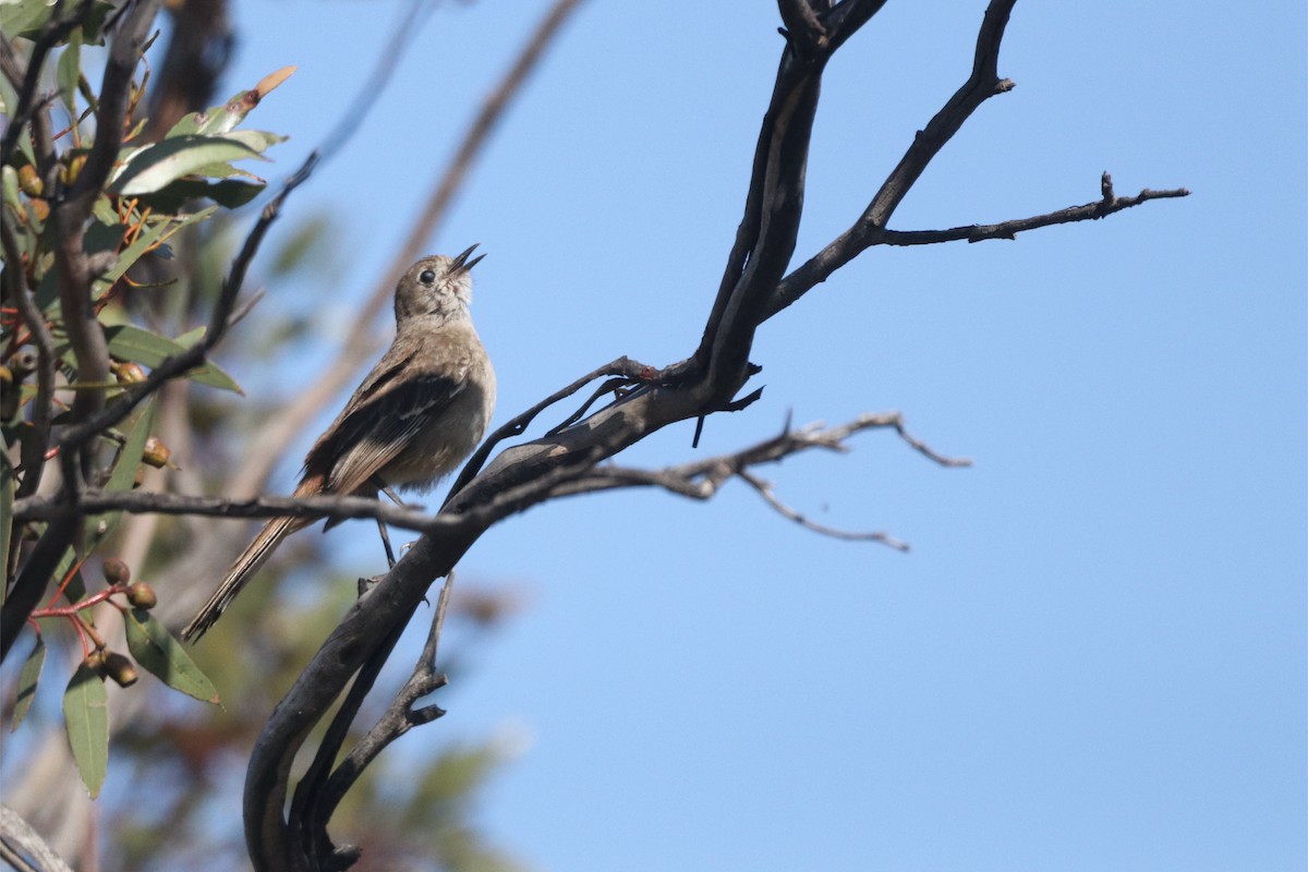 Southern Scrub-Robin - ML645703998